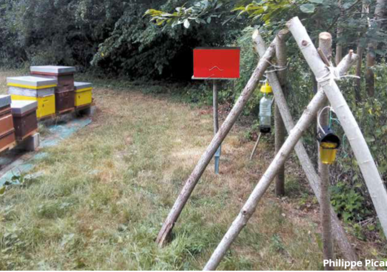 Piège à frelon VespaCatch piégeage du frelon asiatique
