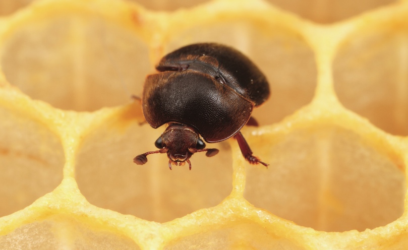 Aethina tumida, le petit coléoptère de la ruche