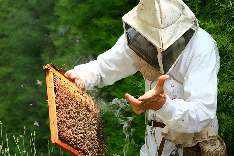 Qu’est-ce que le programme « Parole d’apiculteur » ?