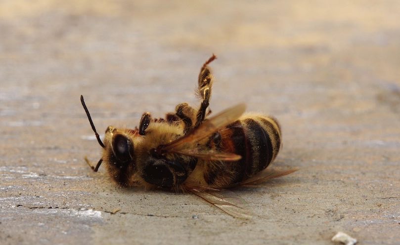 Traitement tardif contre Varroa : une hausse des pertes hivernales