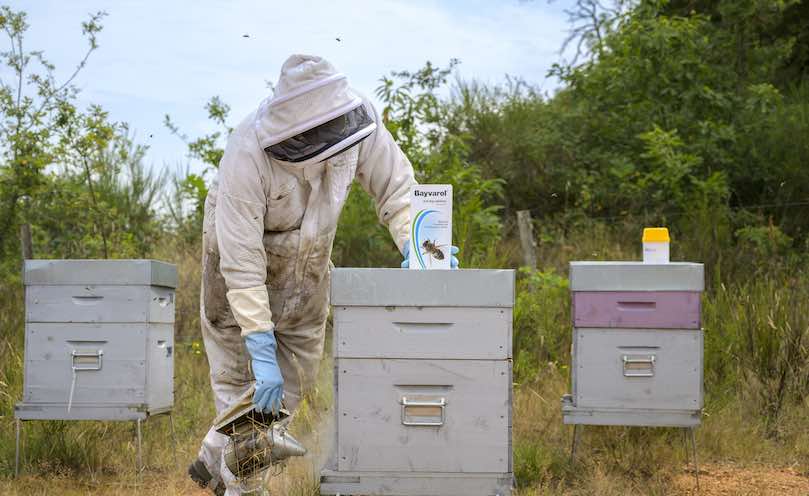 Bayvarol : 4 à 6 semaines de traitement contre varroa