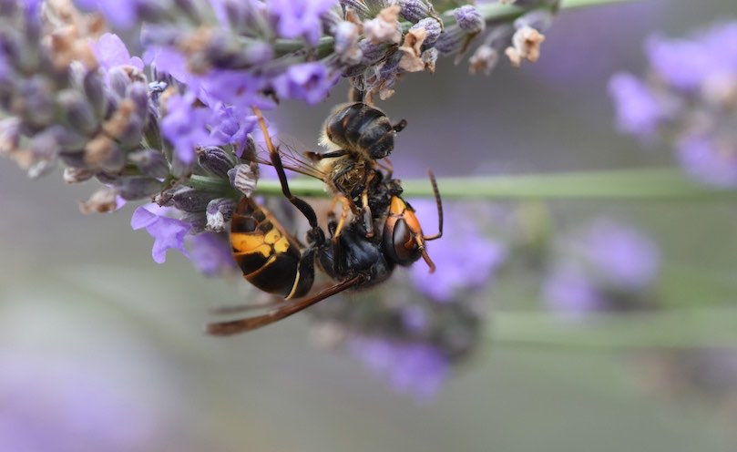 Frelon asiatique : un prédateur majeur pour les abeilles et les apiculteurs