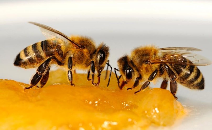 Le nourrissement de l’abeille