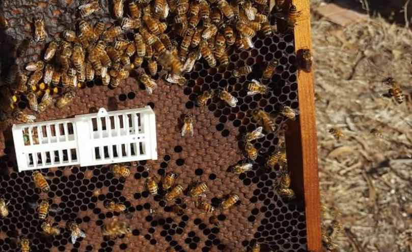 Succès contre varroa : combiner traitements et méthodes biomécaniques