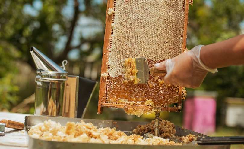 Le suivi d'infestation Varroa en vaut-il la peine ?