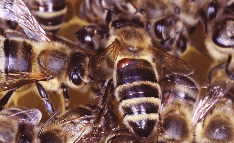 Le dépistage de l’infestation varroa