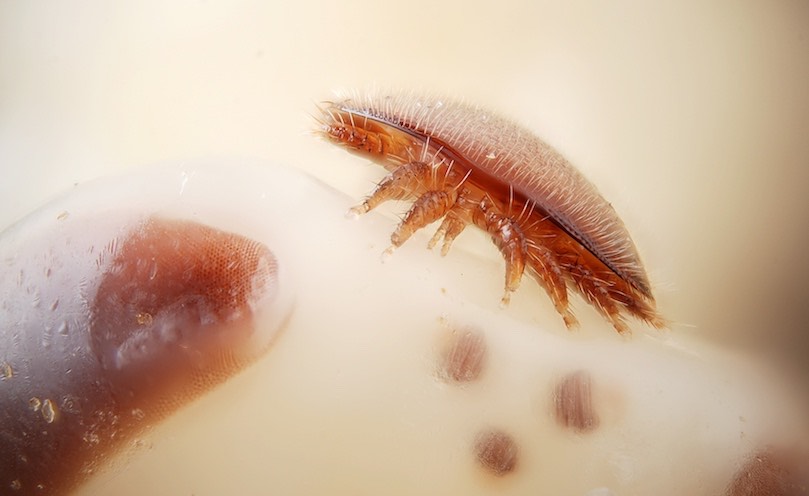 Chaque année de lutte contre varroa se doit d'être différente