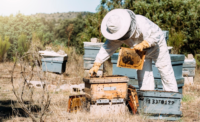 Véto-pharma : une gamme de produits pour l'apiculture