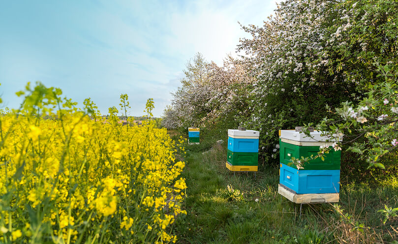 Why are pollinators vital for our food system?