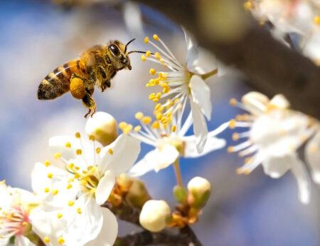 Webinario a demanda: Optimiza tu producción apícola con MegaBee