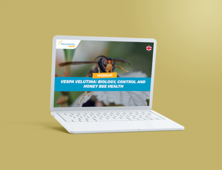 Webinar – Vespa velutina: Biology, Control and Honey Bee Health